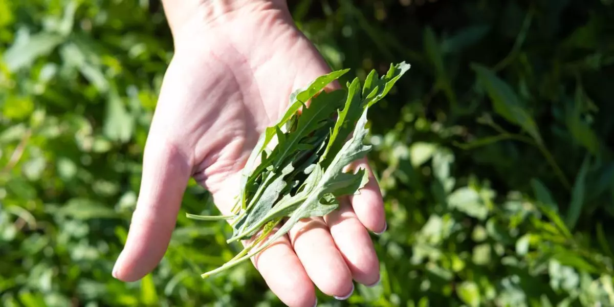 Зелень с привкусом гор: как выращивают руколу и шпинат для ВкусВилла
